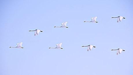 《武装突袭Reforger》销量突破100万 更多内容准备中